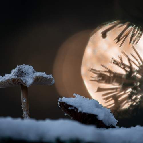 Фотография #12955158