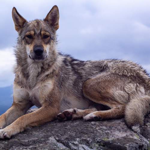 Собака-волк