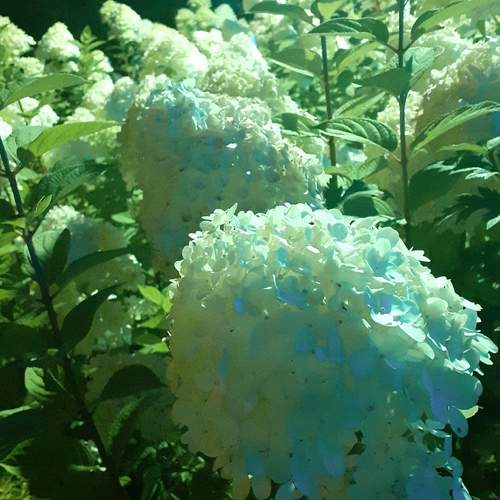 Photo #12955811