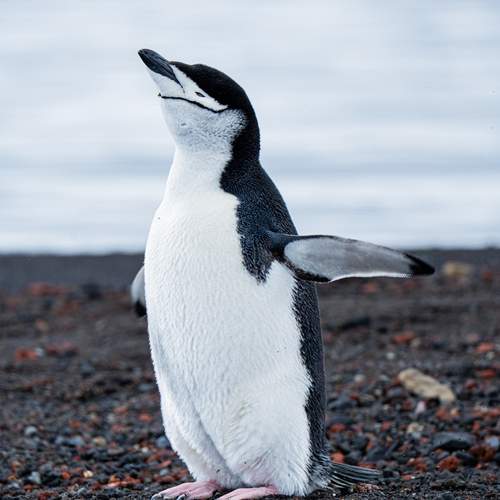Photo #12956866