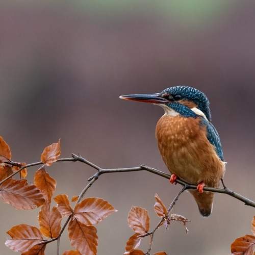 Photo #12957413
