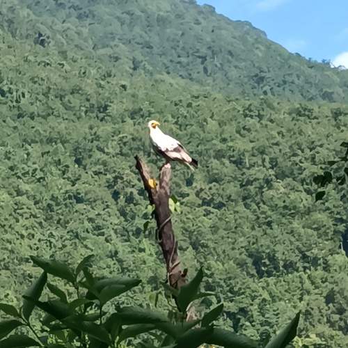 Birds kingdomship
