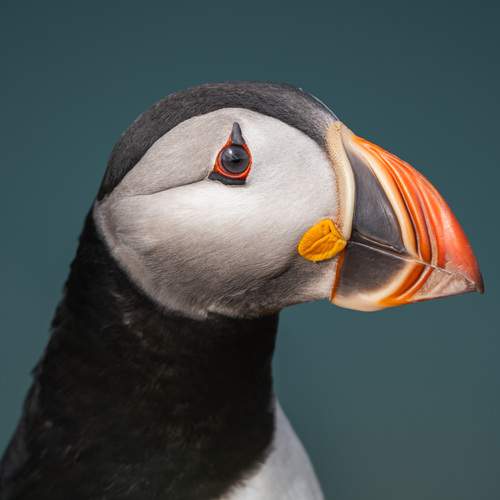 Classic Portrait