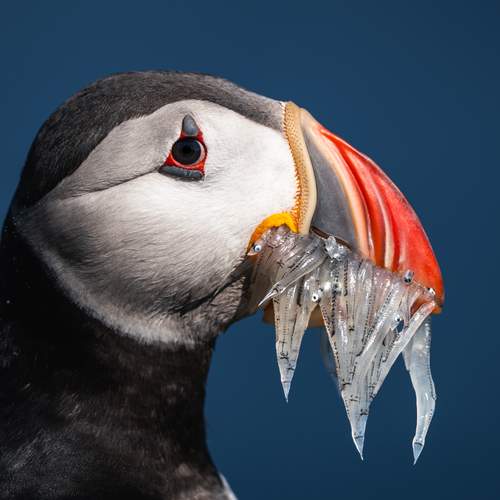 When Puffins Look Back