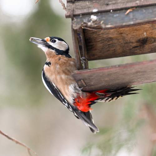 Photo #12957770