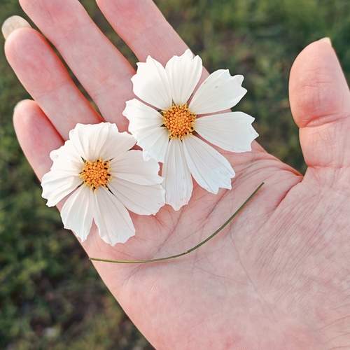 Photo #12958450