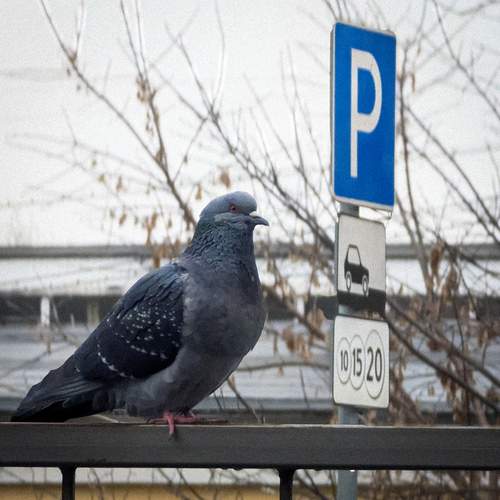 Photo #12959168