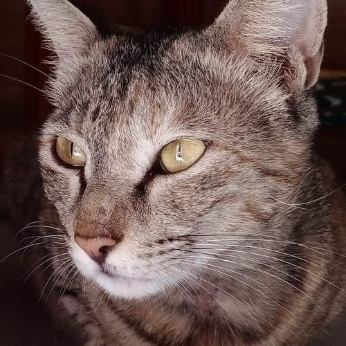 Photo #12959483