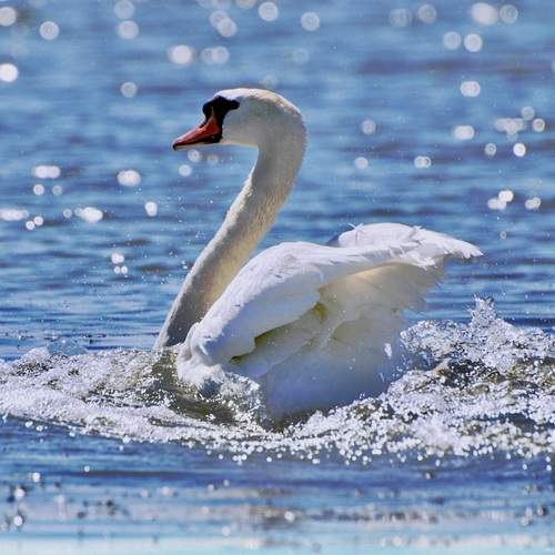 Царевна-лебедь