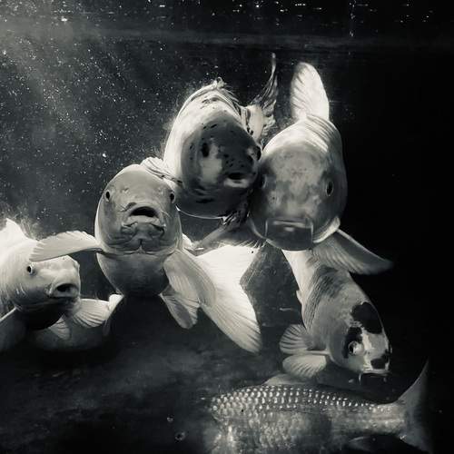 Photo #12960173