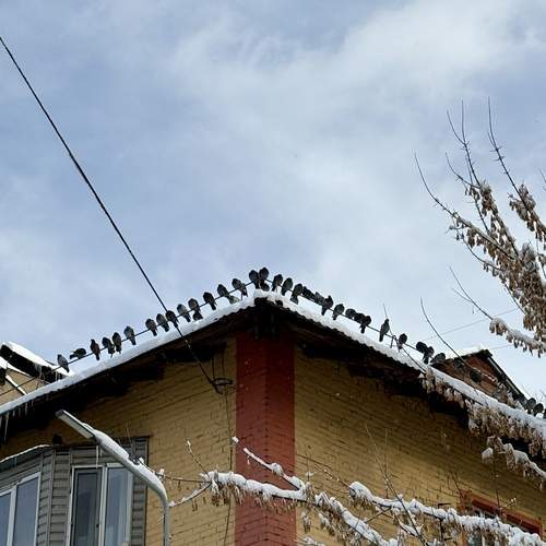 Photo #12960300