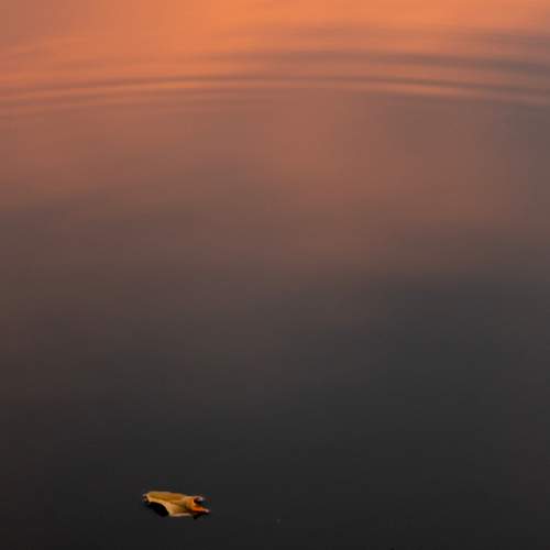 Photo #12960653