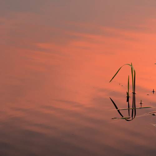 Photo #12960655