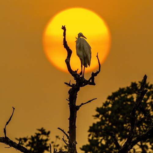 Photo #12960838