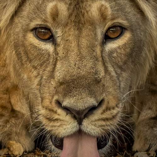 Photo #12960893