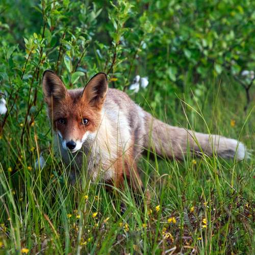 Photo #12961491