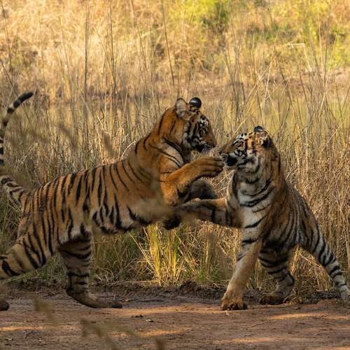 Dance of Stripes
