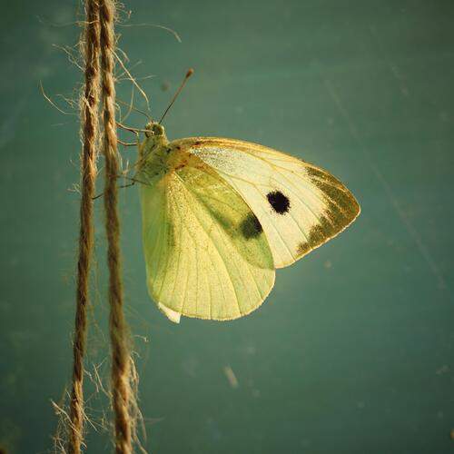 Photo #12961564