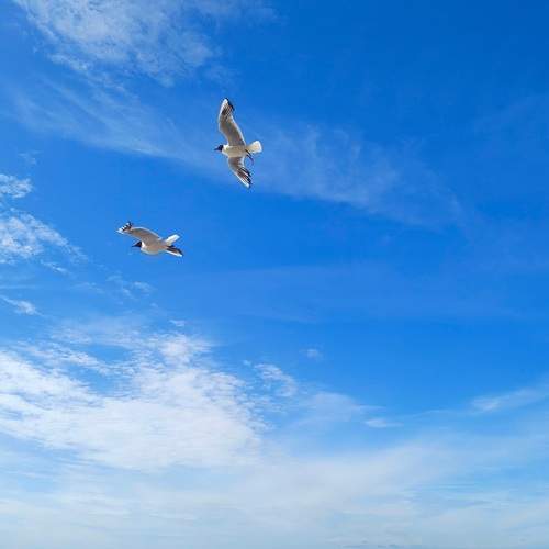 Photo #12961725
