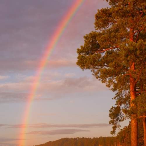 Photo #12961896