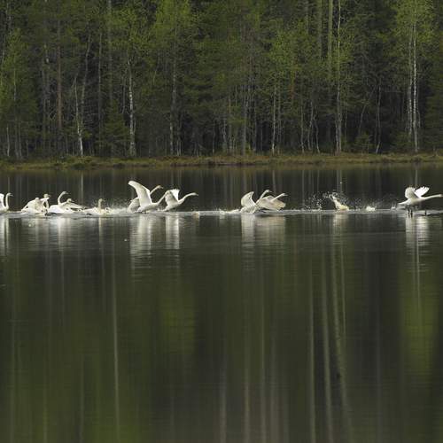 Photo #12962225