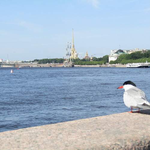 Photo #12963207