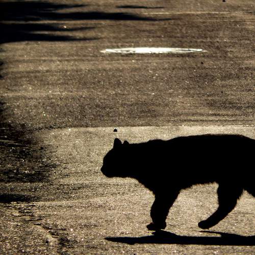 Photo #12963214
