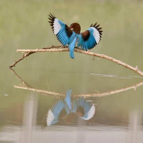 Photo #12963218