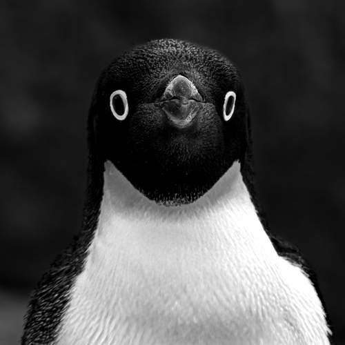 Tuxedo Penguin