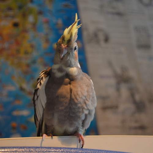 Photo #12963731