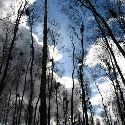 Photo #12964249