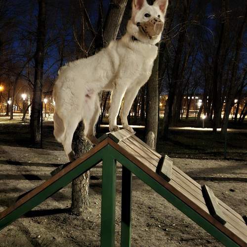 Photo #12964983