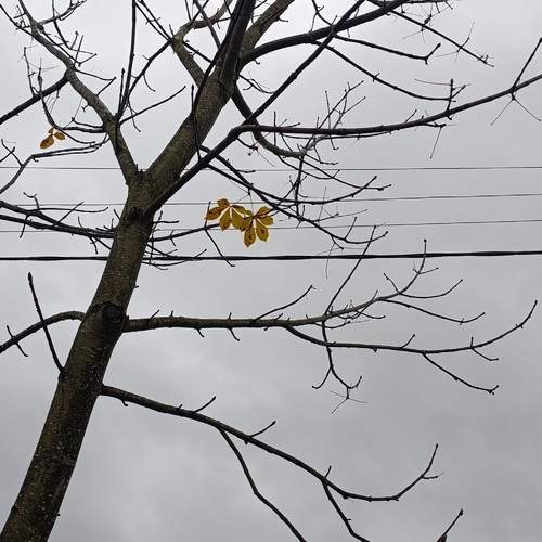 Photo #12965107