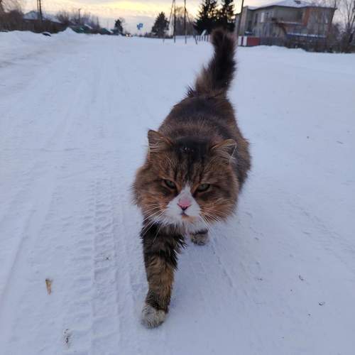 Photo #12965418