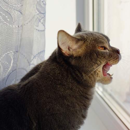 Photo #12965537