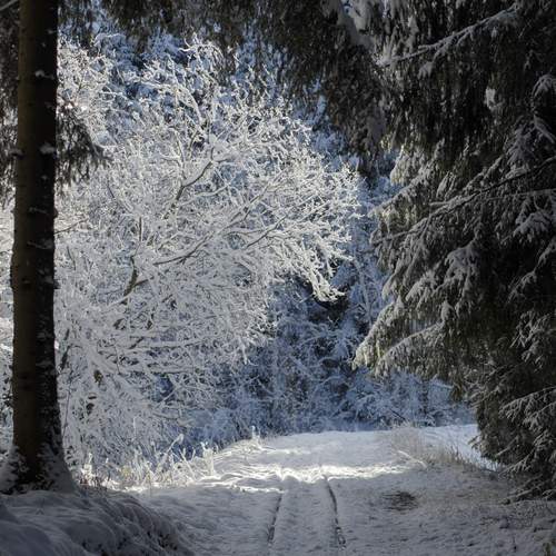 Photo #12966353