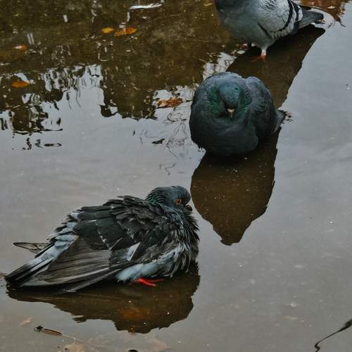 Водоплавающие