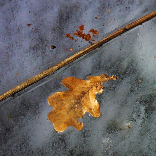 Photo #12968632