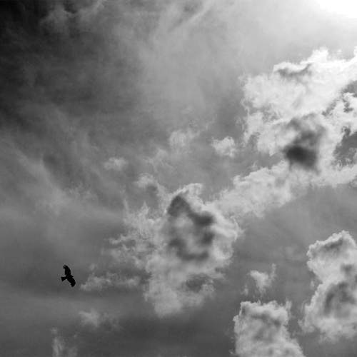 Photo #12968682