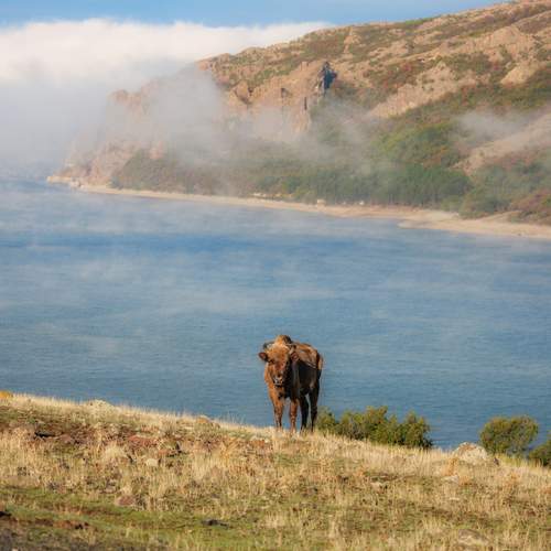Eurasian Bison