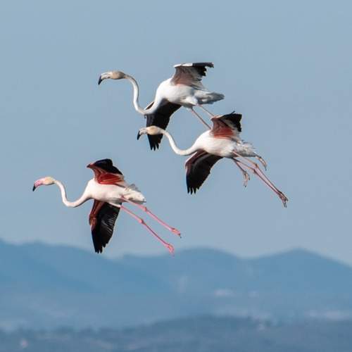 Trío de flamencos