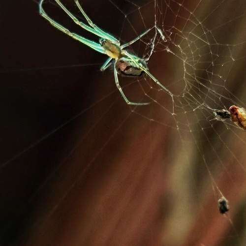 Photo #12969529