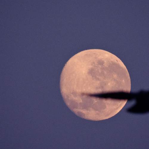 Pomba sobre a Lua
