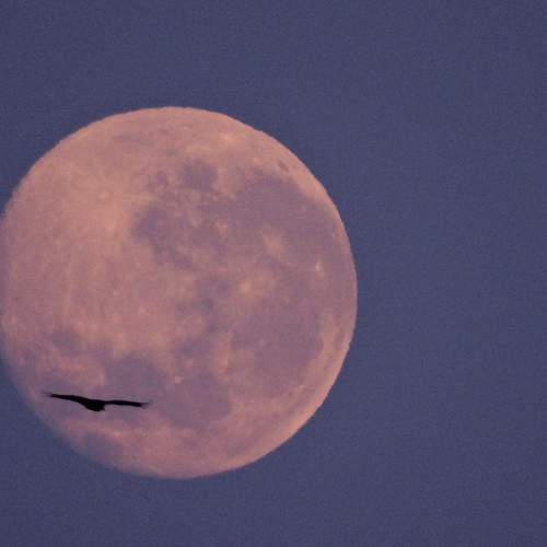 Abutre sobre a Lua