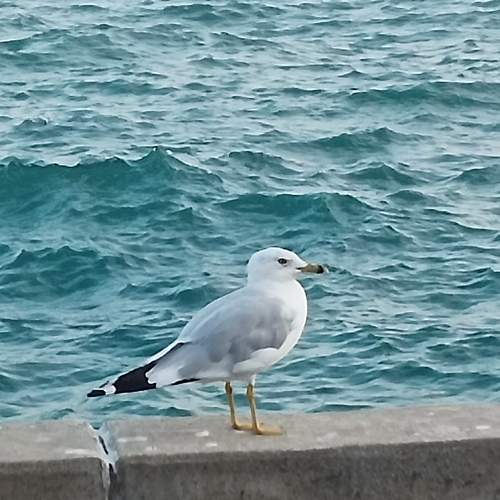 Sea gull taking a brief rest.