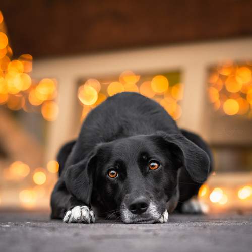 Photo #12970811
