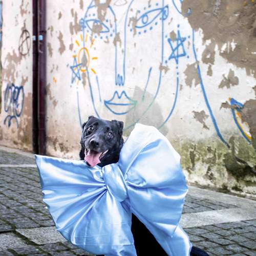 Photo #12971286