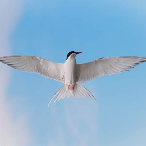 Feather dance: South American Tern