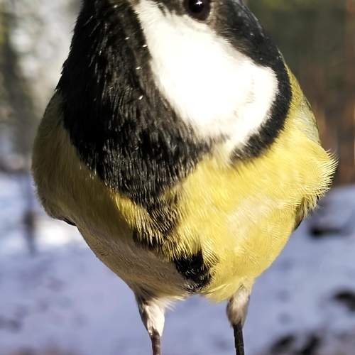 Photo #12972450