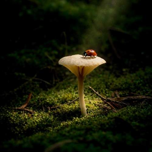 Фотография #12972709